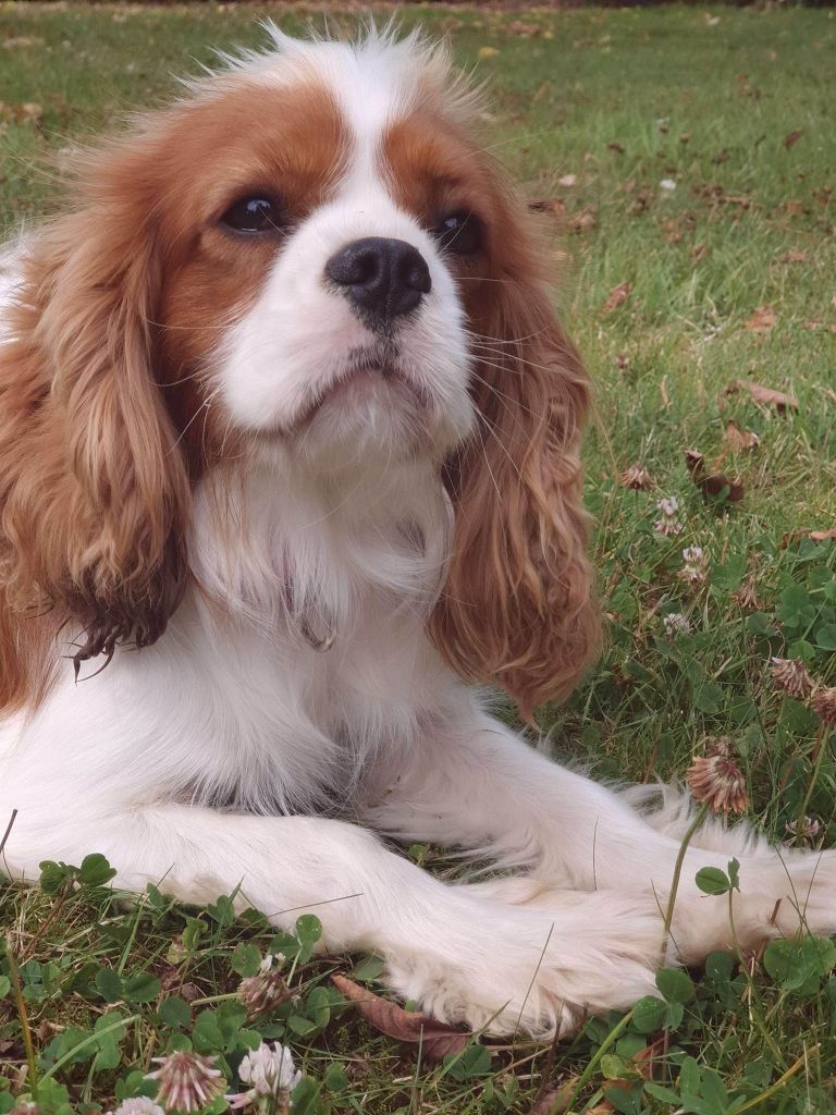 Peanut (Sans Affixe)