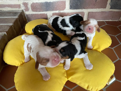 CHIOT 3