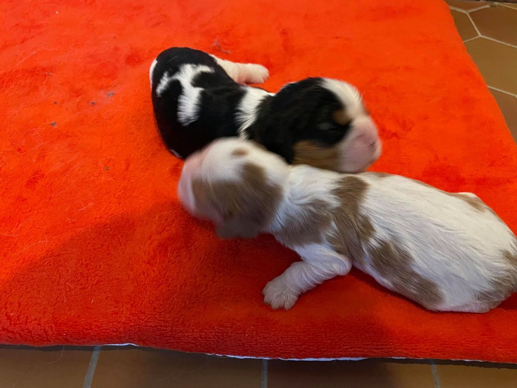 Des Cavaliers Des Bruyeres - Chiots disponibles - Cavalier King Charles Spaniel